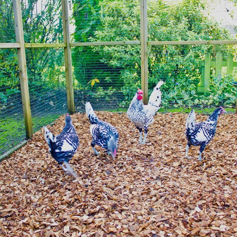 Chicken Coop Chips