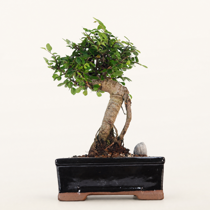 Chinese Elm (Ulmus Parvifolia) Bonsai Tree | Broom | In 16cm Pot | Great Gift