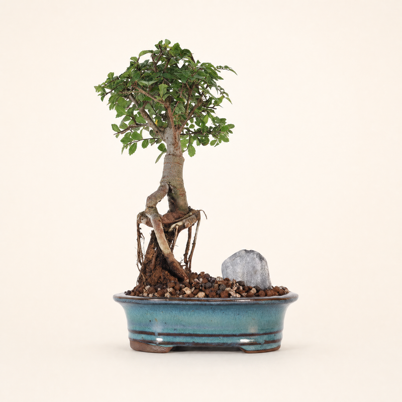 Chinese Elm (Ulmus Parvifolia) Bonsai Tree | Broom | In 16cm Pot | Great Gift