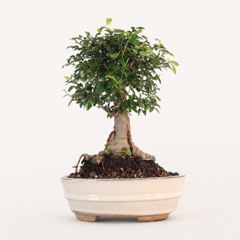 Chinese Elm (Ulmus Parvifolia) Bonsai Tree | Broom | In 18cm Pot | Great Gift