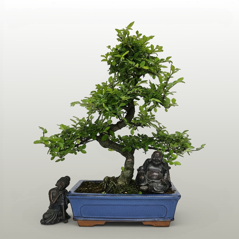 Chinese Elm (Ulmus Parvifolia) Bonsai Tree | Shaped | In 25cm Pot