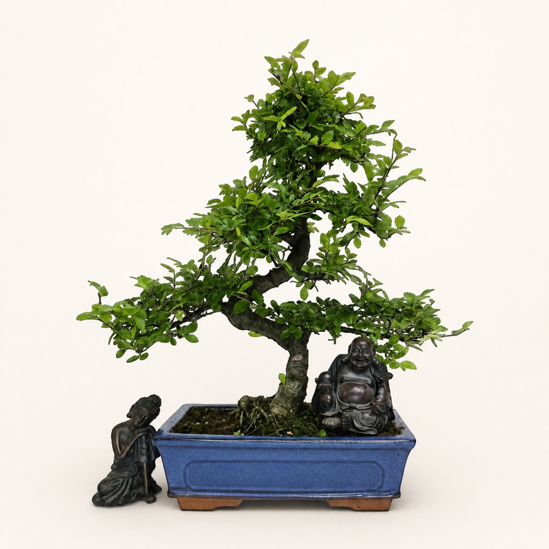Chinese Elm (Ulmus Parvifolia) Bonsai Tree | Shaped | In 25cm Pot