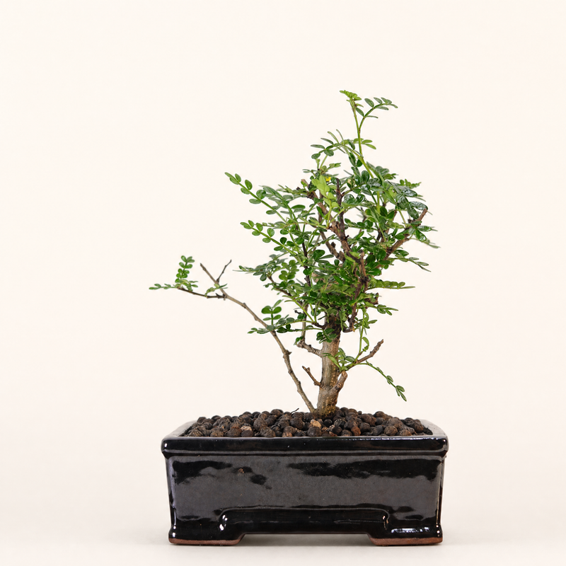 Chinese Pepper (Zanthoxylum Pipertum) Bonsai Tree | Broom | In 16cm Pot | Excellent Gift