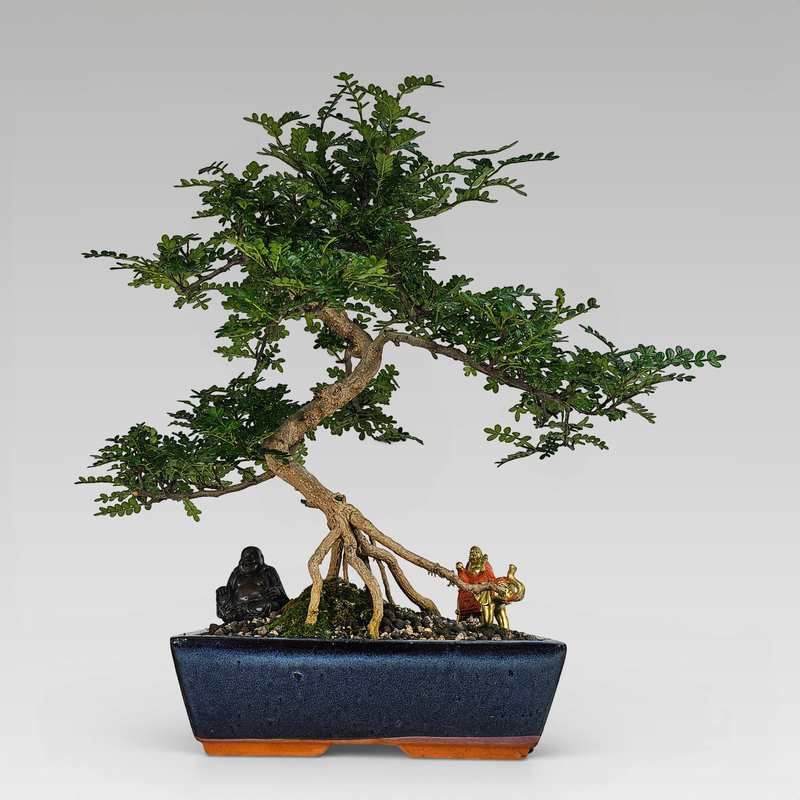 Chinese Pepper (Zanthoxylum Pipertum) Bonsai Tree | Shaped | In 30cm Pot