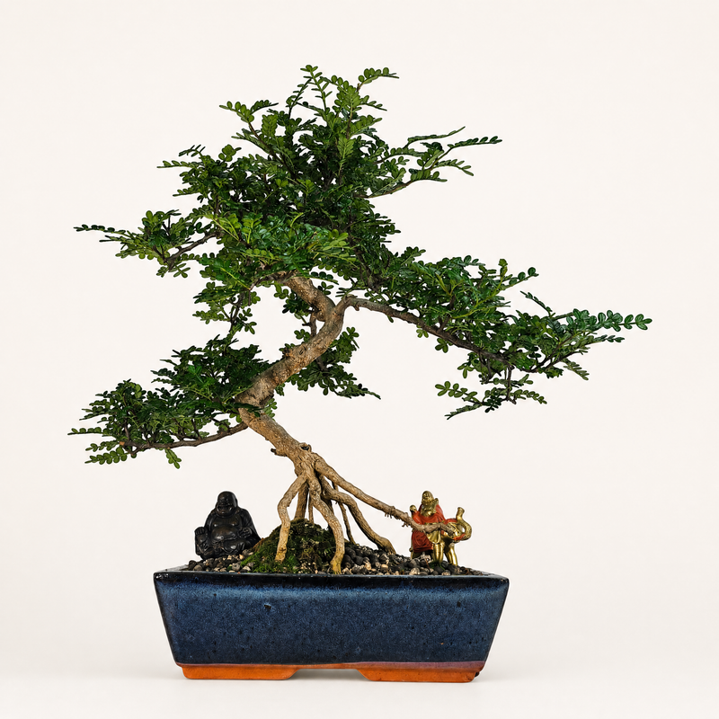 Chinese Pepper (Zanthoxylum Pipertum) Bonsai Tree | Shaped | In 30cm Pot