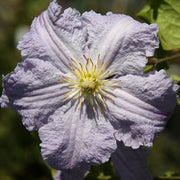 Clematis 'Blue Angel' 70cm - InStock