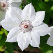 Clematis 'Destiny' - InStock