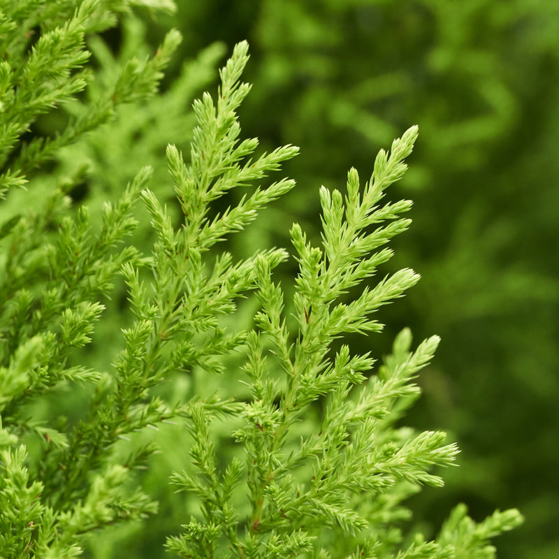 coniferwilma.jpg