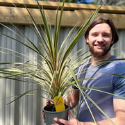 Cordyline australis 'Torbay Dazzler' 1.5L - InStock