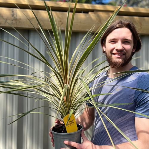 Cordyline australis 'Torbay Dazzler' 1.5L - InStock