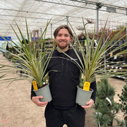 Cordyline australis 'Torbay Dazzler' 1.5L - InStock