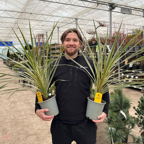 Cordyline australis 'Torbay Dazzler' 1.5L - InStock