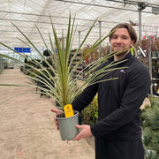 Cordyline australis 'Torbay Dazzler' 1.5L - InStock