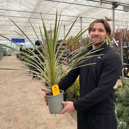 Cordyline australis 'Torbay Dazzler' 1.5L - InStock