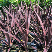 cordylinered.jpg