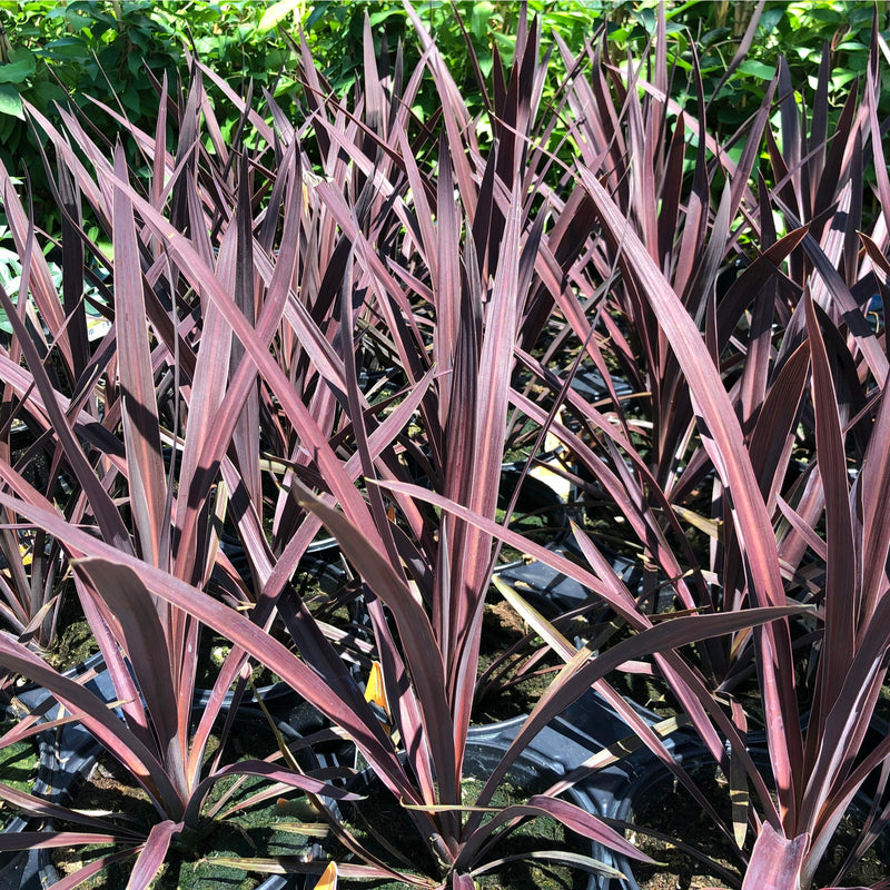 cordylinered.jpg