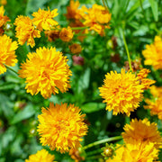 coreopsis_99fe9b34-fece-4382-9935-3050f7533773.jpg