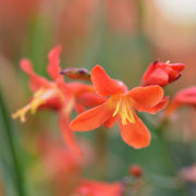 crocosmiacarminebrillinat.jpg