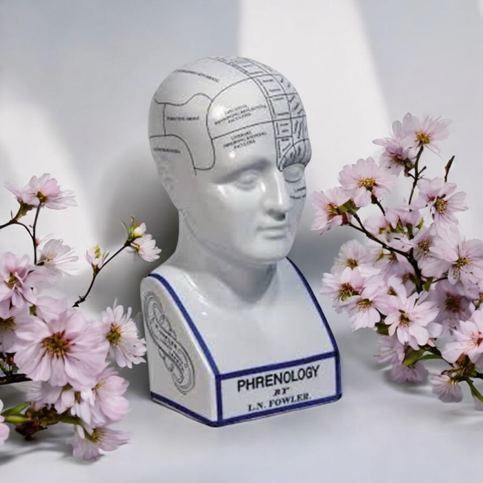 16" PHRENOLOGY HEAD Home Decor