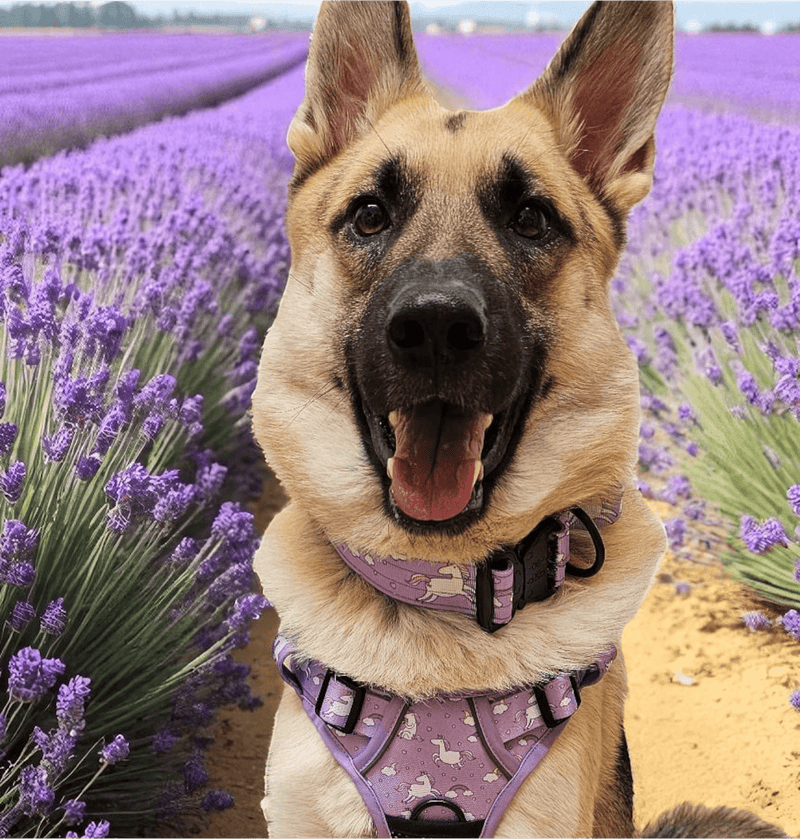 Daydreams and Unicorns Tactical Dog Collar