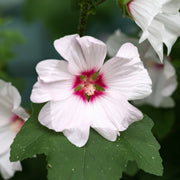 dd3b95ae-ce85-404b-9484-bdac34e486f0.png