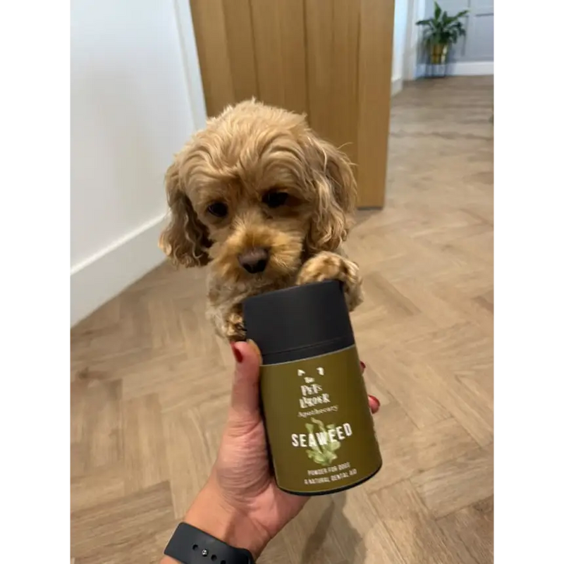 Dental Seaweed Powder for Dogs: Plaque Removal