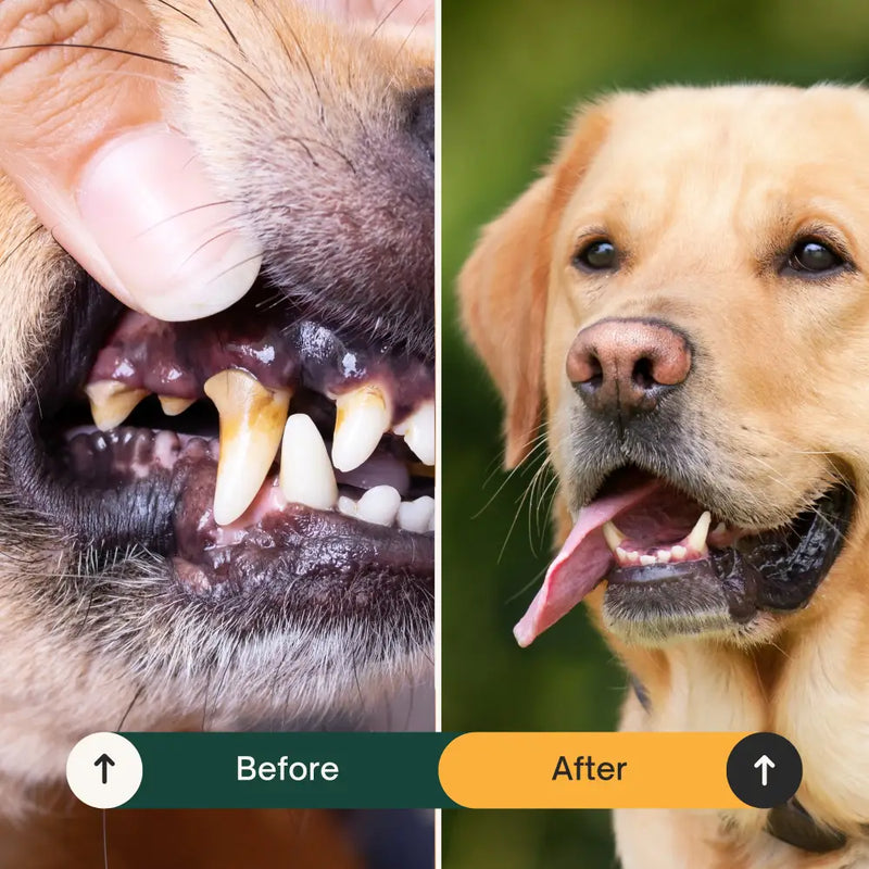 Dental Seaweed Powder for Dogs: Plaque Removal