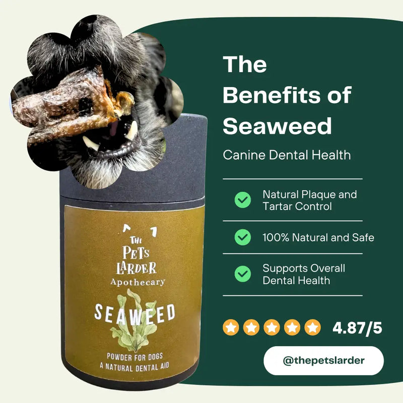 Dental Seaweed Powder for Dogs: Plaque Removal