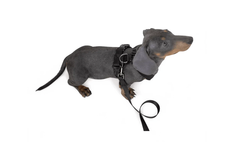 Dog Strap Harness - Small
