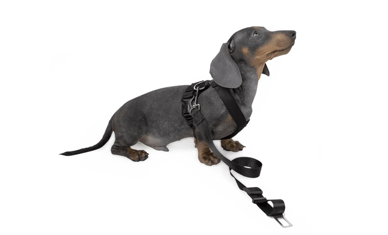 Dog Strap Harness - Small