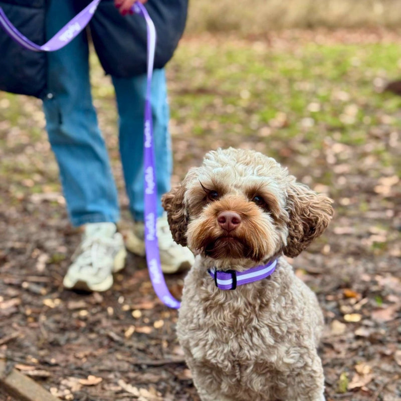 PupClub Dog Collar - Lilac Blush