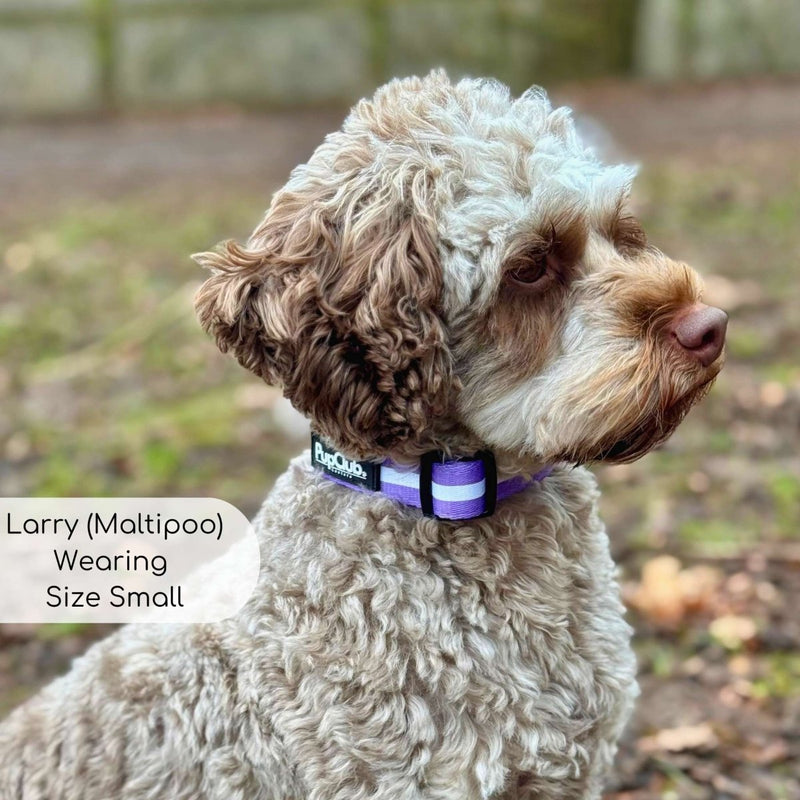 PupClub Dog Collar - Lilac Blush