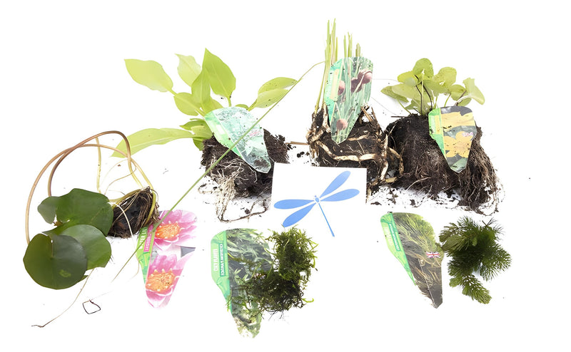 Dragonflies & Damselflies Pack - Live Aquatic Pond Plants