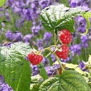 Extra Strong Black Wire Mesh Fruit Netting