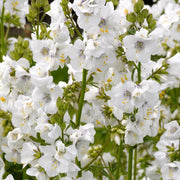 ebccf942-f015-4f28-9e0c-dce9c1bf07aa.png