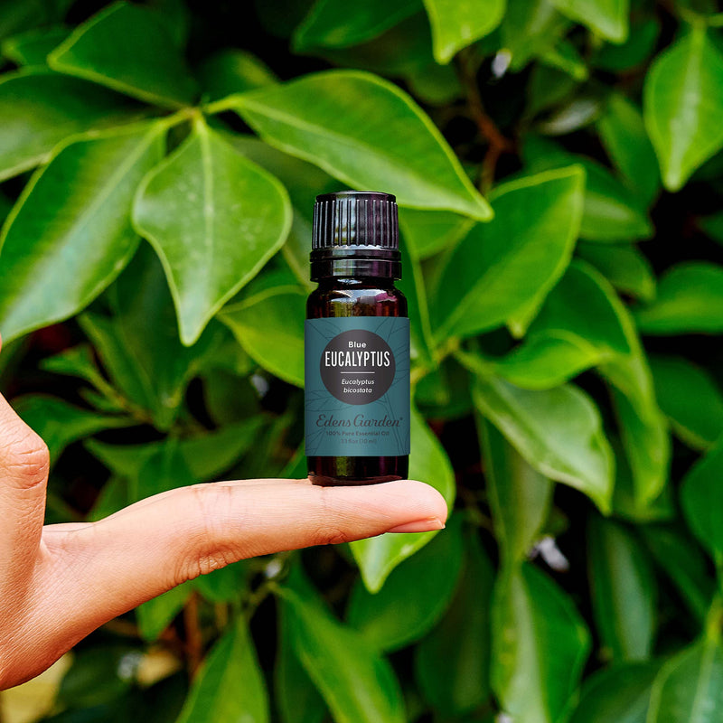 Edens Garden Eucalyptus-Blue Essential Oil - 100% Pure (30 ml)
