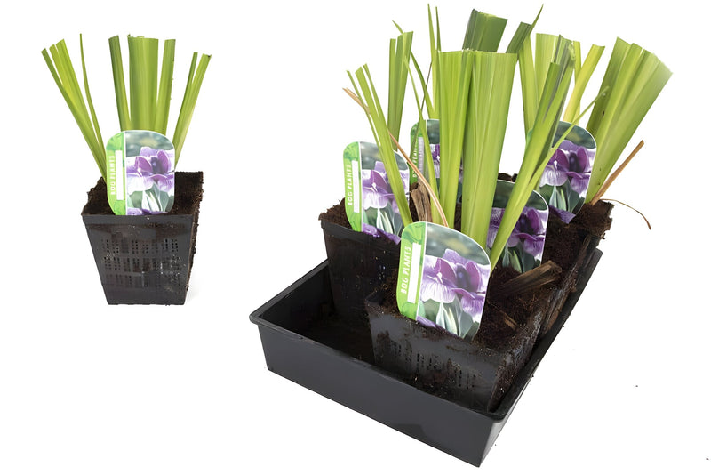 Iris ensata 'Activity'