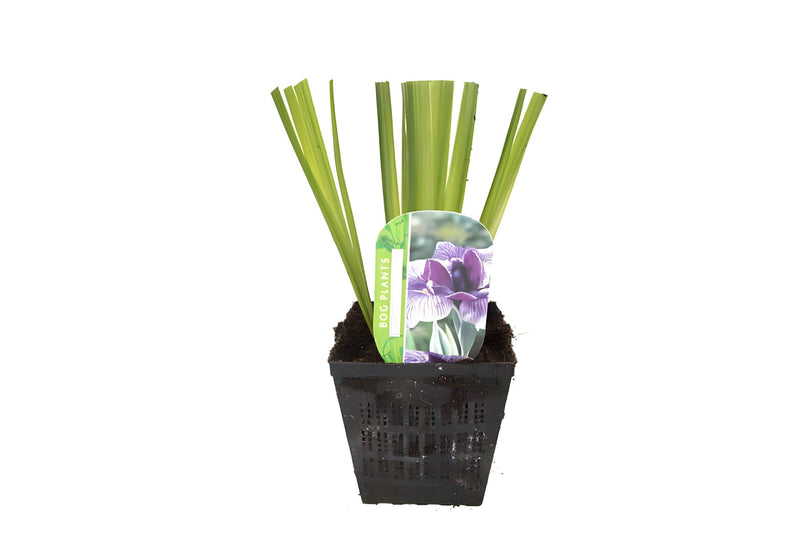 Iris ensata 'Activity'