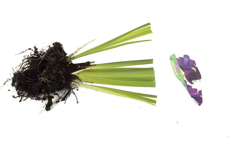 Iris ensata - Japanese Iris, Bog Plant