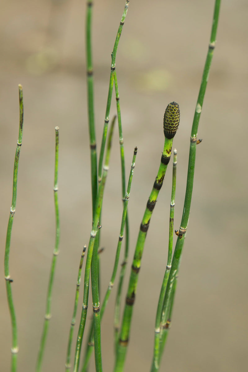 Equisetum hyemale (Bargain)