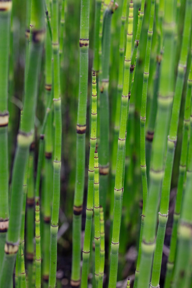 Equisetum hyemale (Bargain)