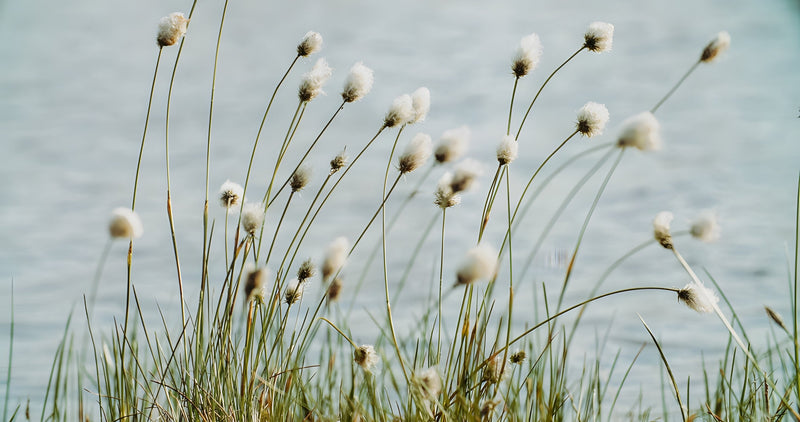 Eriophorum angustifolium