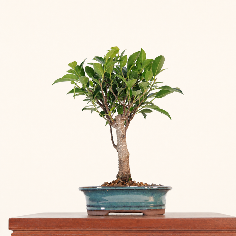Ficus Microcarpa (Banyan Fig) Indoor Bonsai Tree | Broom | In 16cm Pot | Excellent Gift
