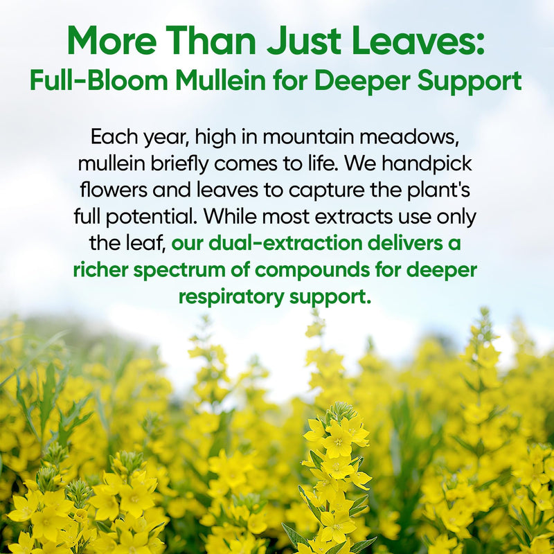 Fidus Mullein Drops – 7-Herb Lung Detox for Lungs & Lymphatics (4 oz)