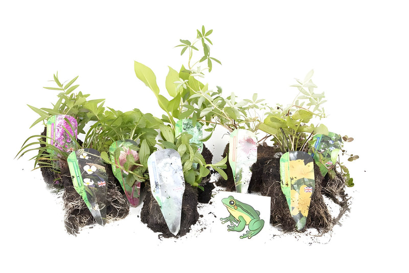 Lincolnshire Pond Plants Frog Marginal 8 Pack - FF801