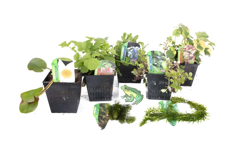 Lincolnshire Pond Plants Frog Pack potted - FFPL02