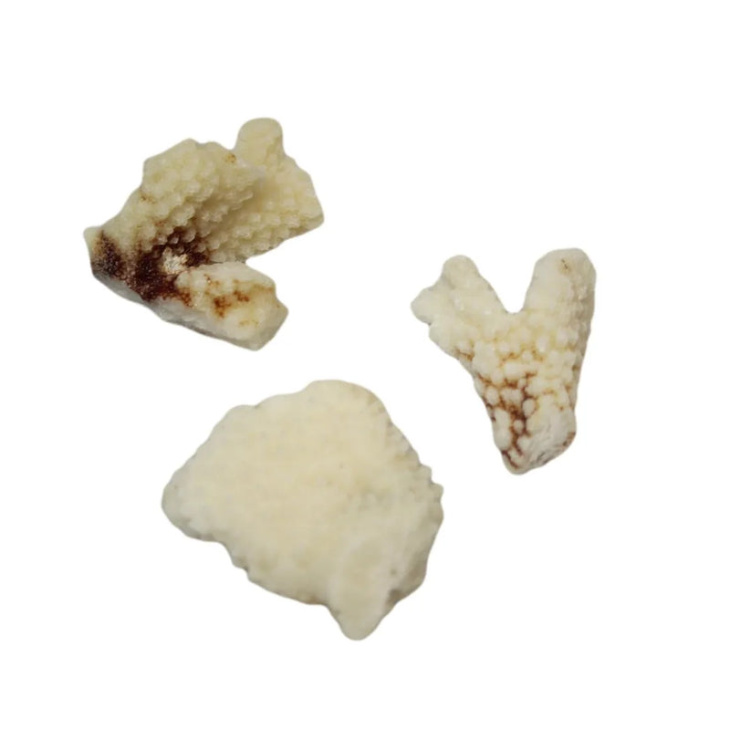 Natural White Stone Seashells Beach Shells Aquarium Decor 4 – Pack Of 3