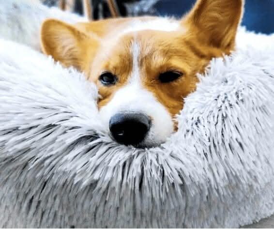 50cm Grey Plush Pet Bed