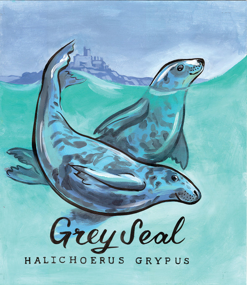 Grey Seal  - Mounts Bay Sea Life Series - Giclée Print