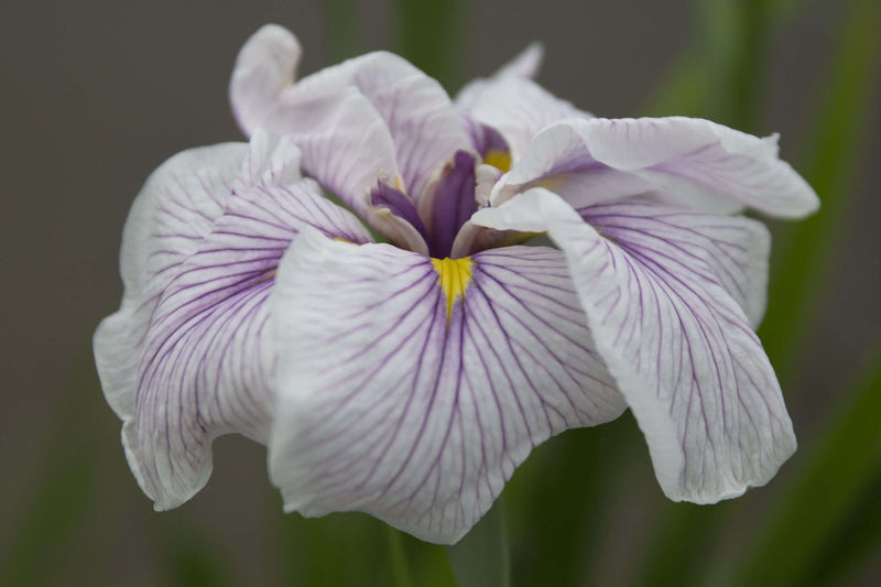 Iris ensata 'Greywoods Catrina'